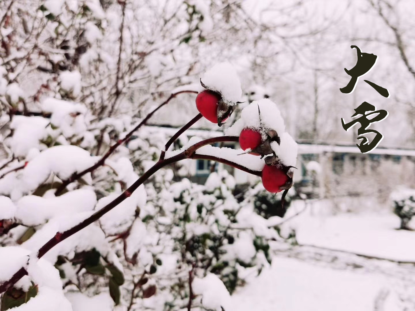 大雪 ▎萬象曉一色，皓然天地中