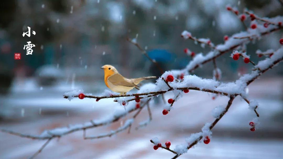 小雪 ▎等一地雪白，與歲月慢酌